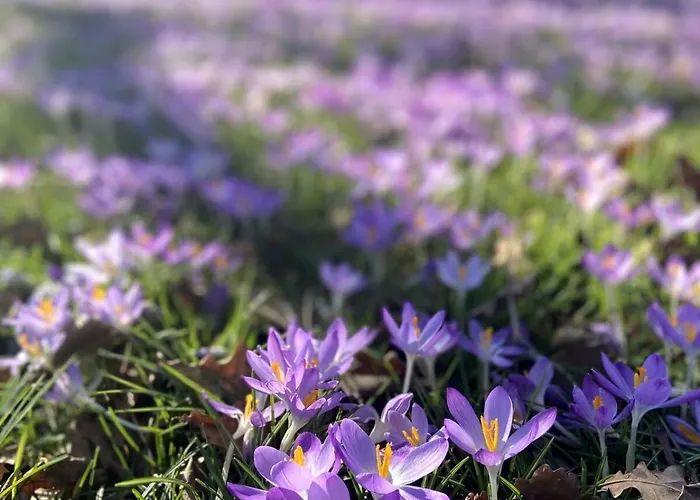Gruenberg House Διαμέρισμα Traben-Trarbach